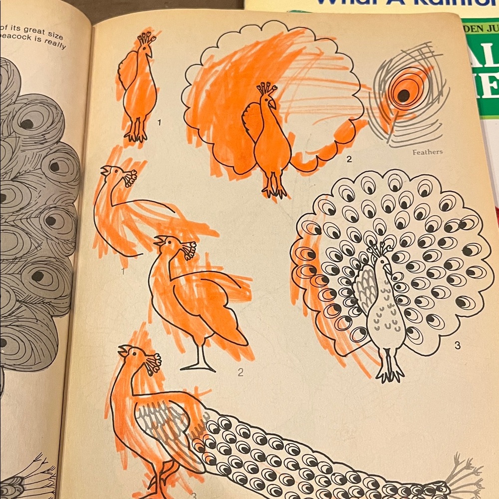 Bird and Rainforest Book Set - Picture 14 of 15